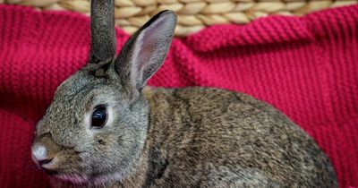 Adorable Ayrshire animals seek ‘some-bunny’ to love this Valentine’s Day