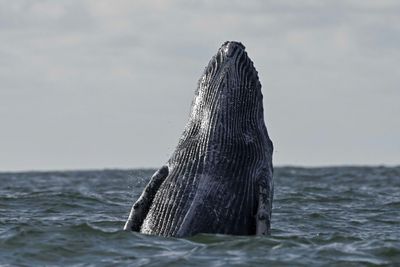 Deep-sea mining noise pollution threatens whales: study