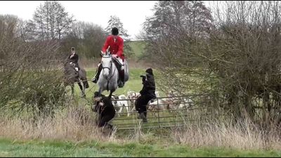 Hunt saboteur trampled to ground by horse as rider jumps metal fence