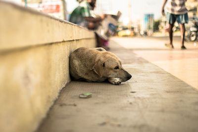 Abandoned stray dogs experience PTSD