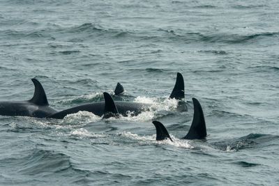 Here’s Why Raising Sons Is So Exhausting For Female Killer Whales