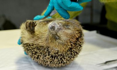 World’s oldest European hedgehog discovered in Denmark