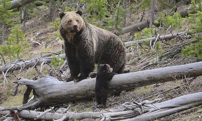 Man pleads guilty to killing grizzly bear and cub; hidden evidence located
