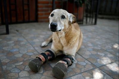 Dog whose paws were cut off by drug cartel in running to be crowned America’s Pet of the Year