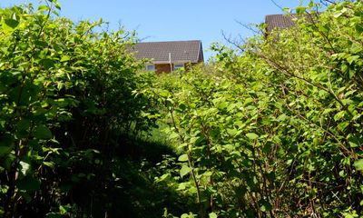 Legal victory in UK Japanese knotweed case could lead to more claims