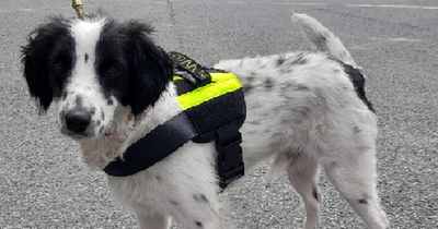 Revenue dog Milo helps sniff out 8 million smuggled cigarettes at Dublin Port