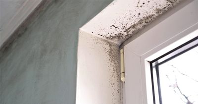 Your rights explained if your home has condensation and mould