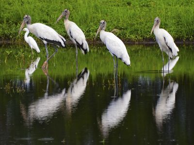 After a big recovery, the wood stork may soon fly off the endangered species list