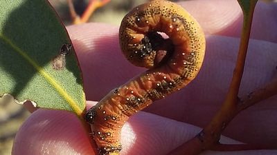 Looper caterpillar outbreak devastates Riverland environment