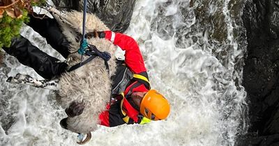 Dramatic scenes as sheep pulled to safety by mountain rescue after gorge plunge