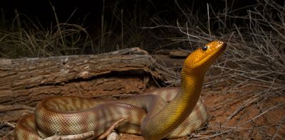 Snakes can hear you scream, new research reveals