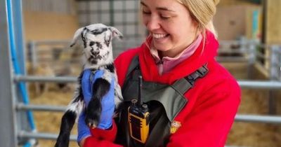 The amazing petting zoo in Greater Manchester where kids can meet newborn lambs and goats this February half term