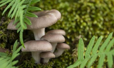 Plantwatch: the mushroom that is both delicacy and predator