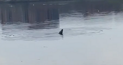 Playful seals frolicking in River Clyde captured in video on Valentine's Day