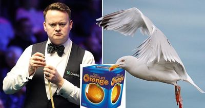 Snooker ace Shaun Murphy says seagull stole Terry's Chocolate Orange from hotel