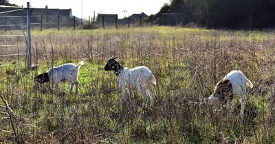 Grazing goats return to Bristol Parkway to help preserve rare blue butterfly habitat