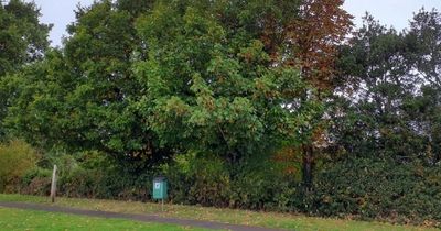 Battle to save Kingswood playing field trees that overshadow neighbour's garden