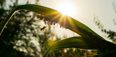 Insects are vanishing worldwide – now it's making it harder to grow food