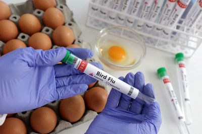 Bird flu spreads to new countries, threatens non-stop "war" on poultry