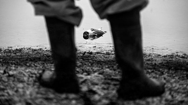 Eagles Are Falling, Bears Are Going Blind