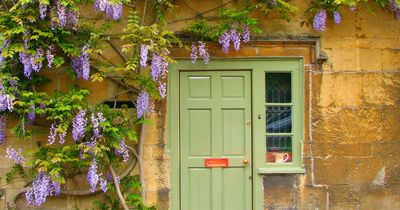 'Aggressive' garden plants to avoid - or risk damage to your home