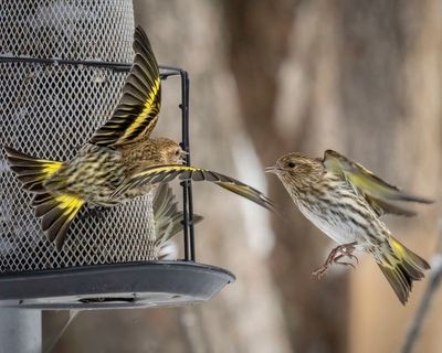 Gear, goods to celebrate birds and a big global count