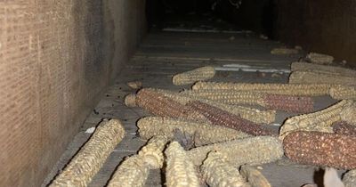 Man baffled after discovering 150 pieces of corn on the cob under his floorboards