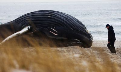 Investigation under way as ninth dead whale washes up in New Jersey