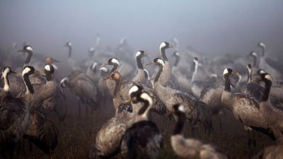 New bird flu strain in mammals overseas has Australian experts worried