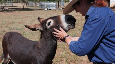 Amid the stress of school and flood recovery, a donkey is helping the mental health of students