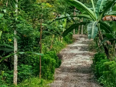 Only people with sharp eyes can spot the parrot in this green forest