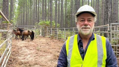 Booming feral horse population at state forest north of Gympie leads to rise in road accidents