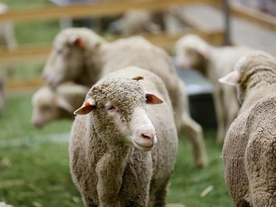 Hundreds of sheep worth $140,000 stolen from farm