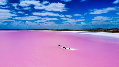 South Australia's Lake Bumbunga attracts tourists from far and wide. But why is it pink?