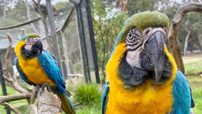 Cockatoos and macaws that outlive owners given new homes at Victor Harbor wildlife park
