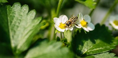 AI can track bees on camera. Here's how that will help farmers