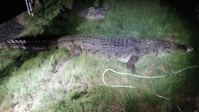 Wildlife officers euthanase crocodile after reports of large reptile stalking surfers, fisherman in Mackay
