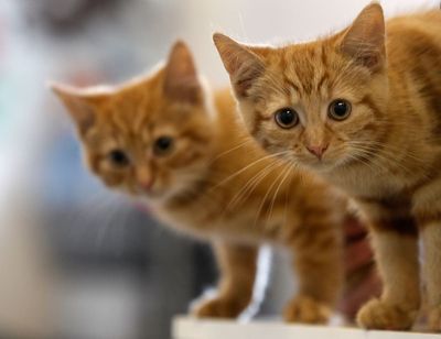 Man in court after dead cats left across London estate
