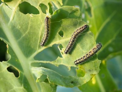 Insect Bites Reveal the Origins of an Elusive Plant Behavior