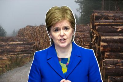 Scotland's forestry sector under Nicola Sturgeon 'has thrived'