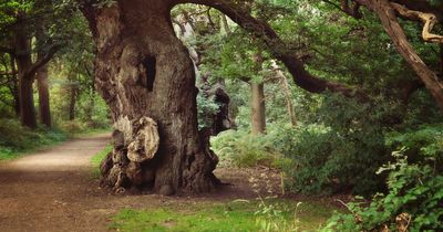 Plan announced to maximise the Sherwood Forest visitor offer