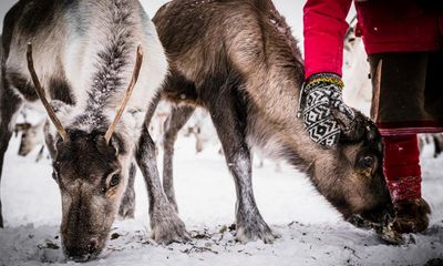 Stolen by Ann-Helén Laestadius review – the reindeer murders