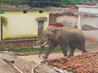 Uttar Pradesh: BJP MLA’s Crazy Elephant Tramples Many In Gorakhpur, Three Persons Die; Panic In Area
