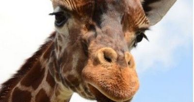 Blair Drummond Safari Park mourns death of lovable ‘old’ giraffe Keisha