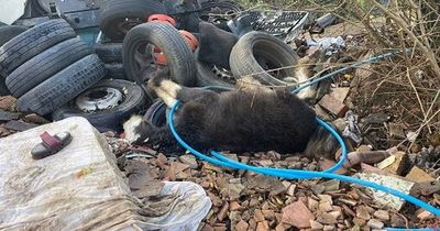 Young foal found abandoned among pile of mattresses and tyres