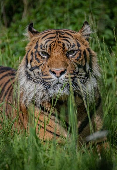 Critically endangered Sumatran tiger twins born at Chester Zoo