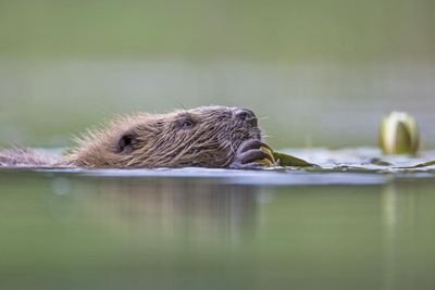 Two baby beavers 'killed by otters' after Loch Lomond move