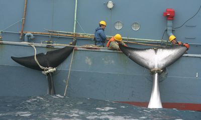 Japan’s new whaling ‘mother ship’ being built to travel as far as Antarctica