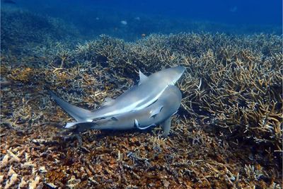 Fall in shark numbers 'worrying'