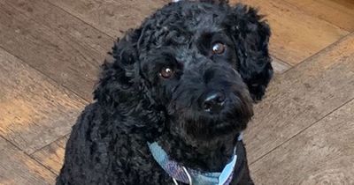 Vet's warning to pet owners as dog impaled while out on a walk